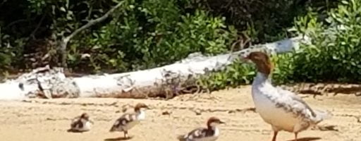 Click here to view poster